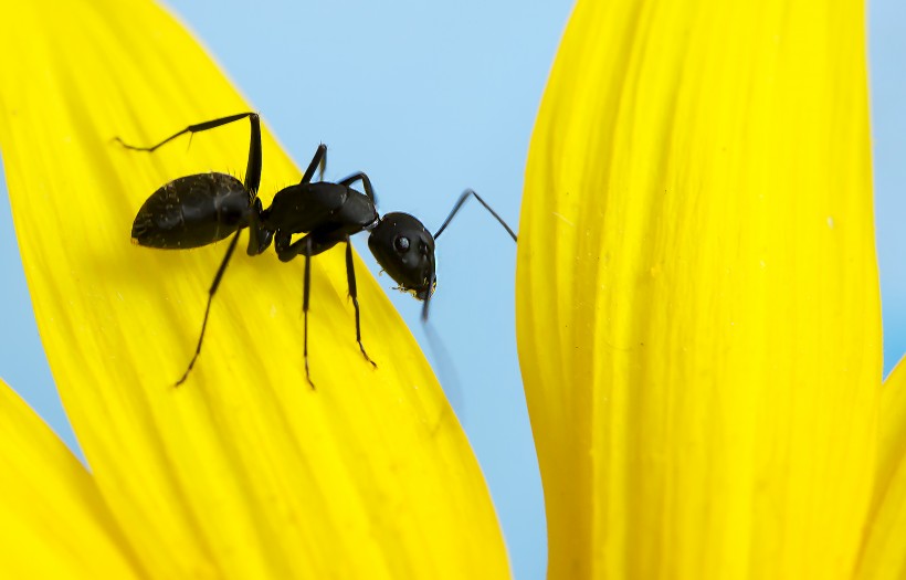 葵花上的黑蚂蚁图片