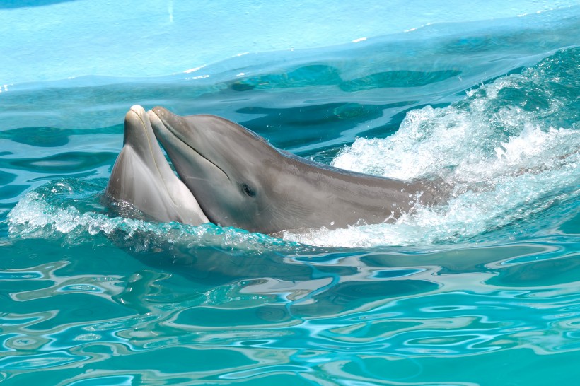 大海中海豚图片