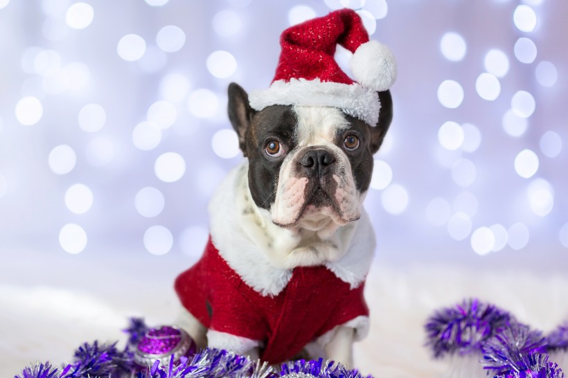 穿圣诞装的可爱小狗图片