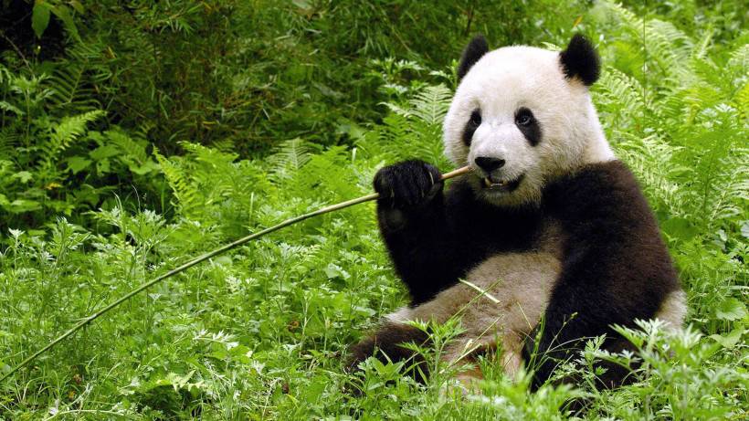 可爱大熊猫图片精美动物壁纸
