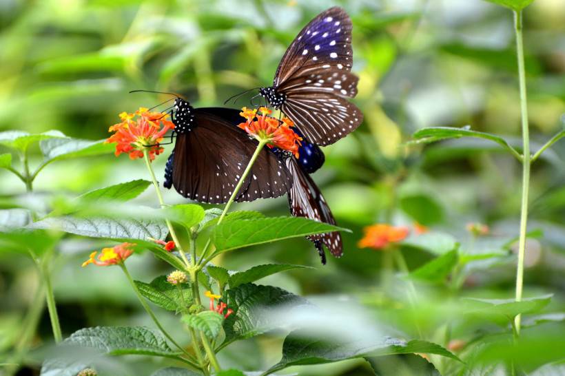 伫立枝头的花蝴蝶图片