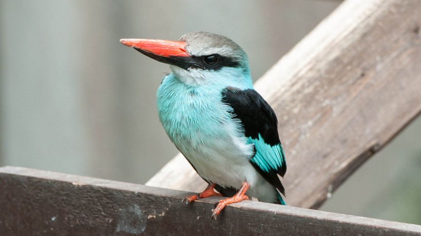 蓝胸翡翠鸟类图片