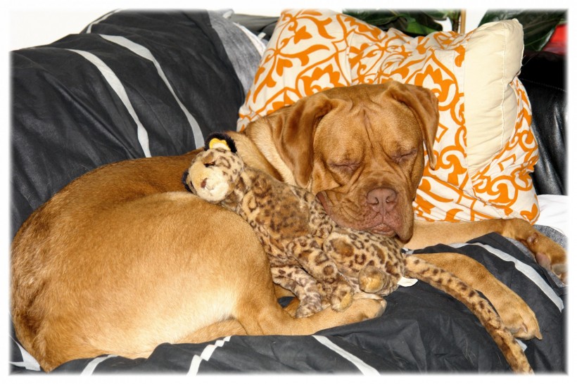 在沙发上休息的波尔多犬图片