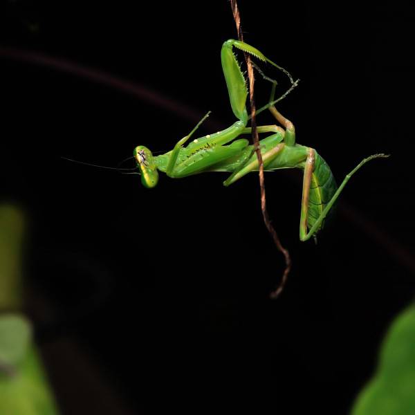 身手矫捷的肉食性绿色昆虫螳螂图片