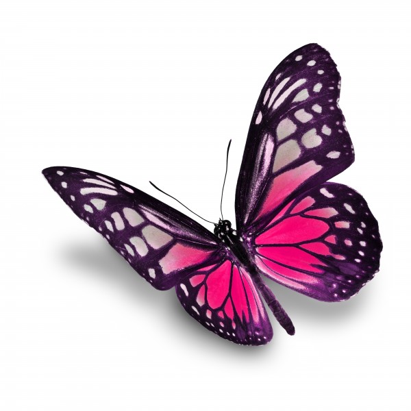 漂亮彩色的蝴蝶图片