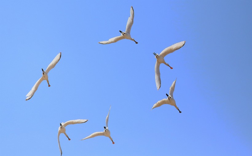 飞行中的白琵鹭图片