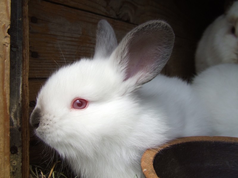 雪白的小白兔图片