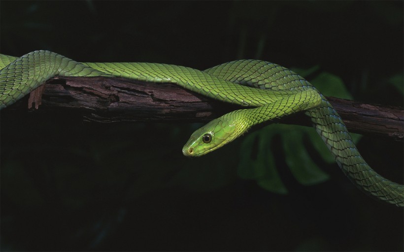 爬行动物蛇的图片