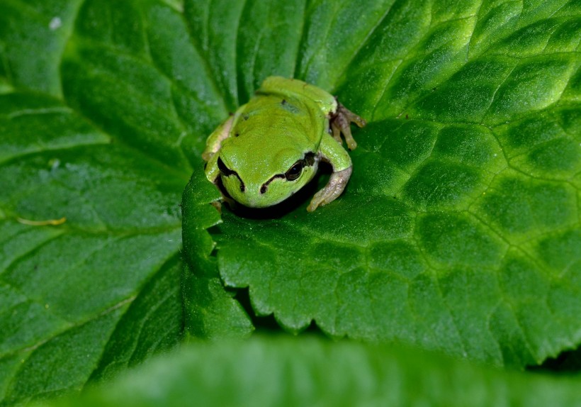 菜叶上的树蛙图片