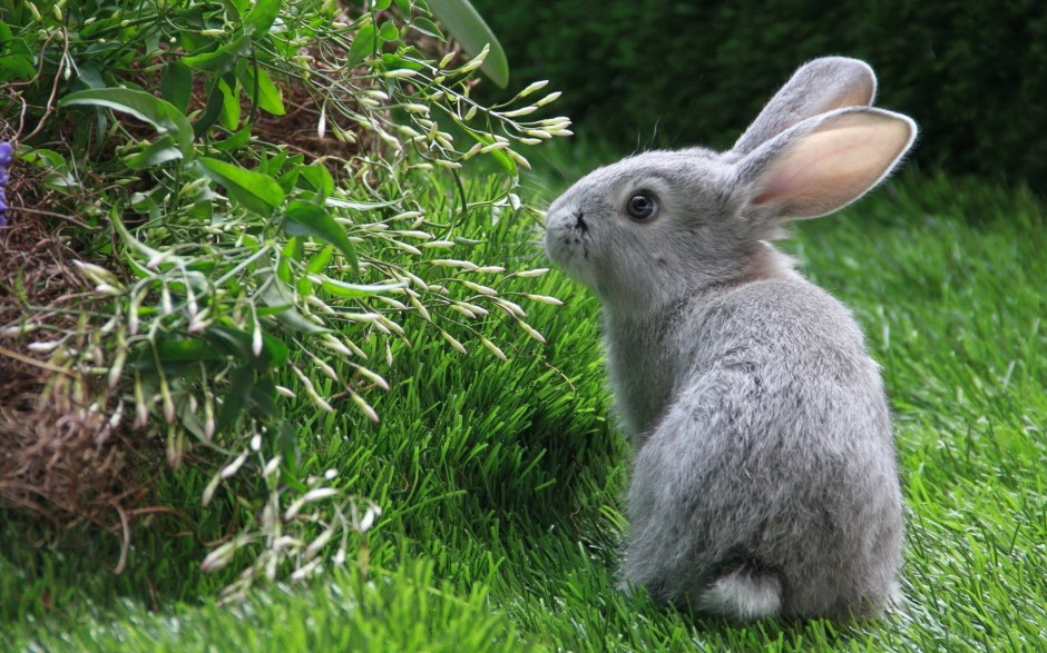 草原上可爱的小兔子