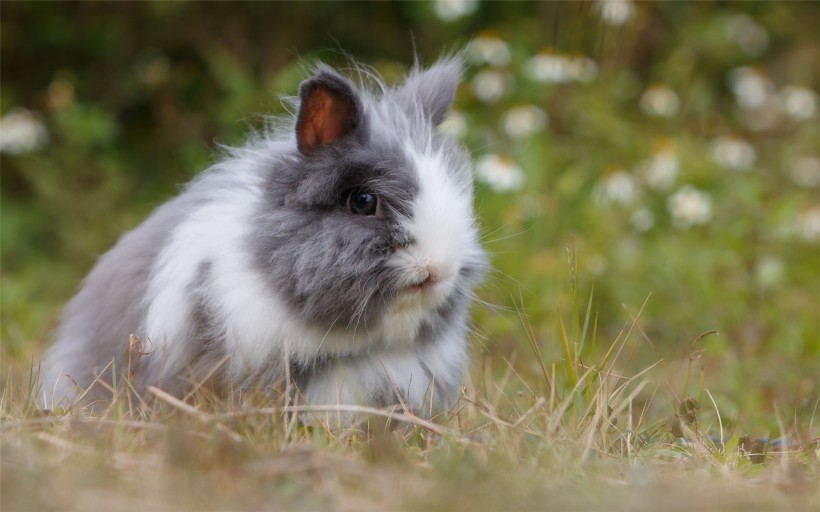 毛茸茸的兔子图片