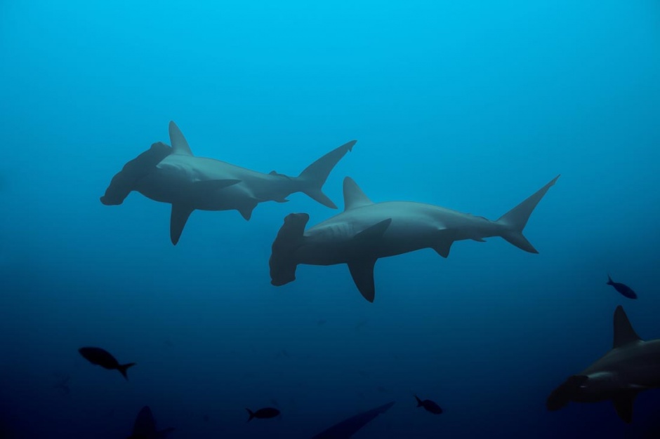 海底凶猛的鲨鱼图片