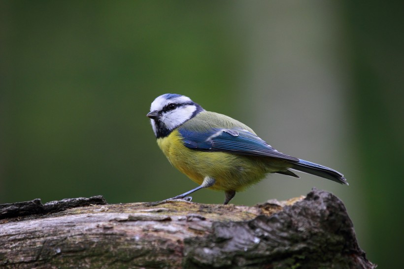 观赏鸟——蓝山雀图片