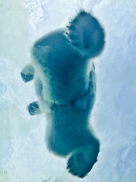 笨拙的北极熊图片