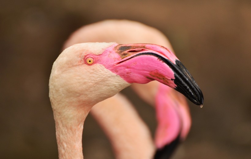 粉红色火烈鸟图片