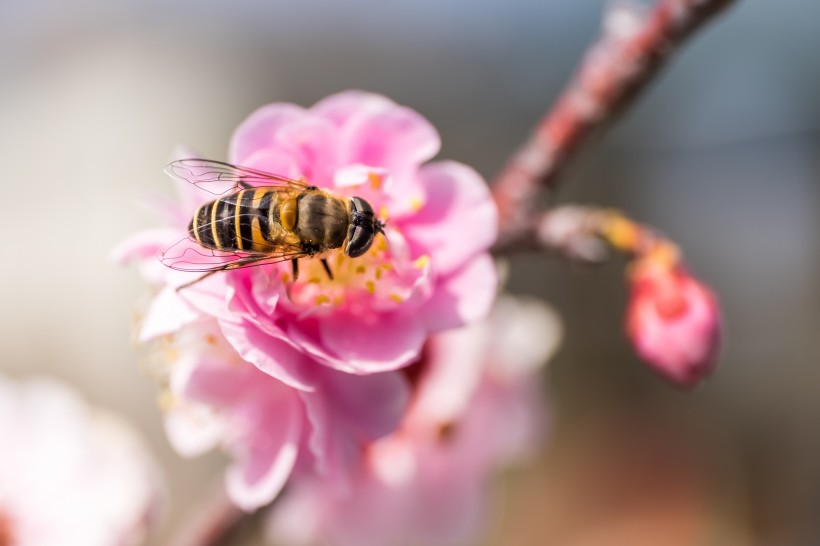 采花蜜的蜜蜂图片