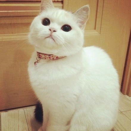 一只纯白色小猫顽皮搞怪的图片欣赏