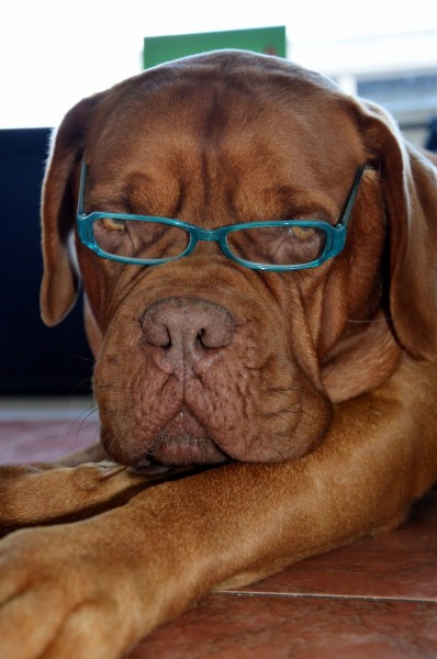 戴眼镜的时尚狗狗图片