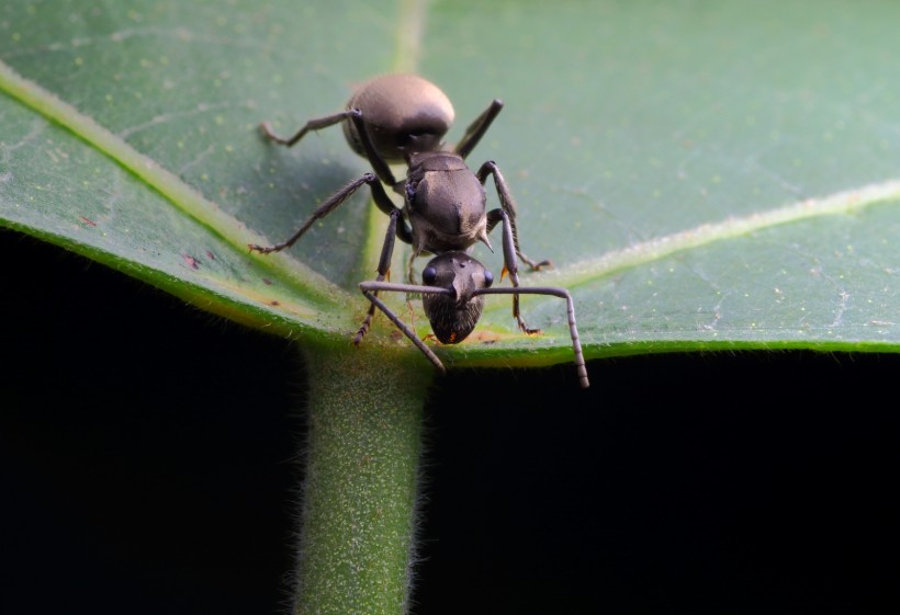 微距蚂蚁图片