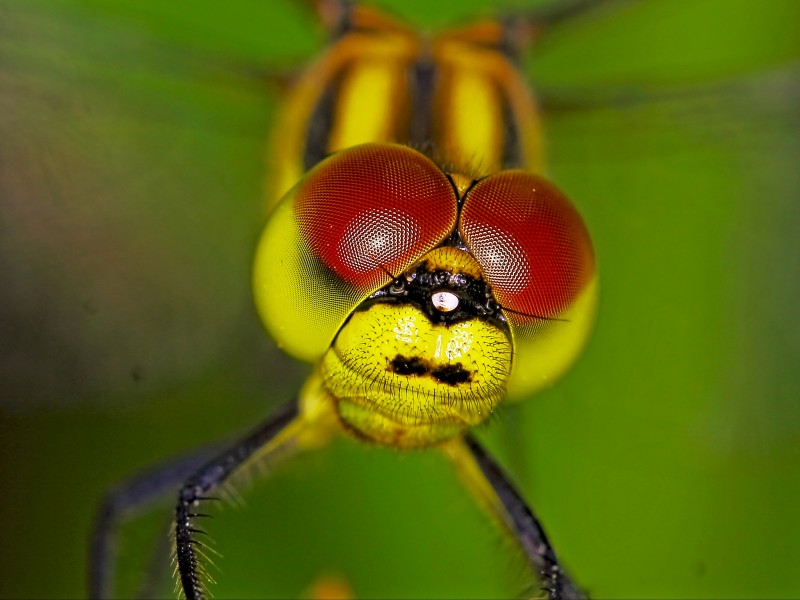 微距昆虫的复眼图片