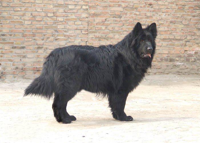 身材健壮高大的黑熊犬图片