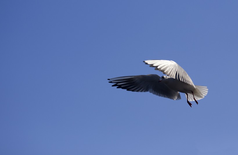 展翅的海鸥图片
