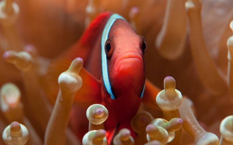 栖息于珊瑚礁的小丑鱼图片