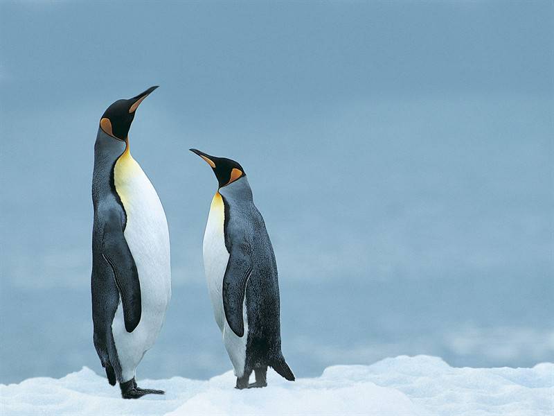 猫头鹰企鹅野生动物图片合集
