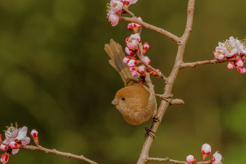 桃花树上的棕头鸦雀图片