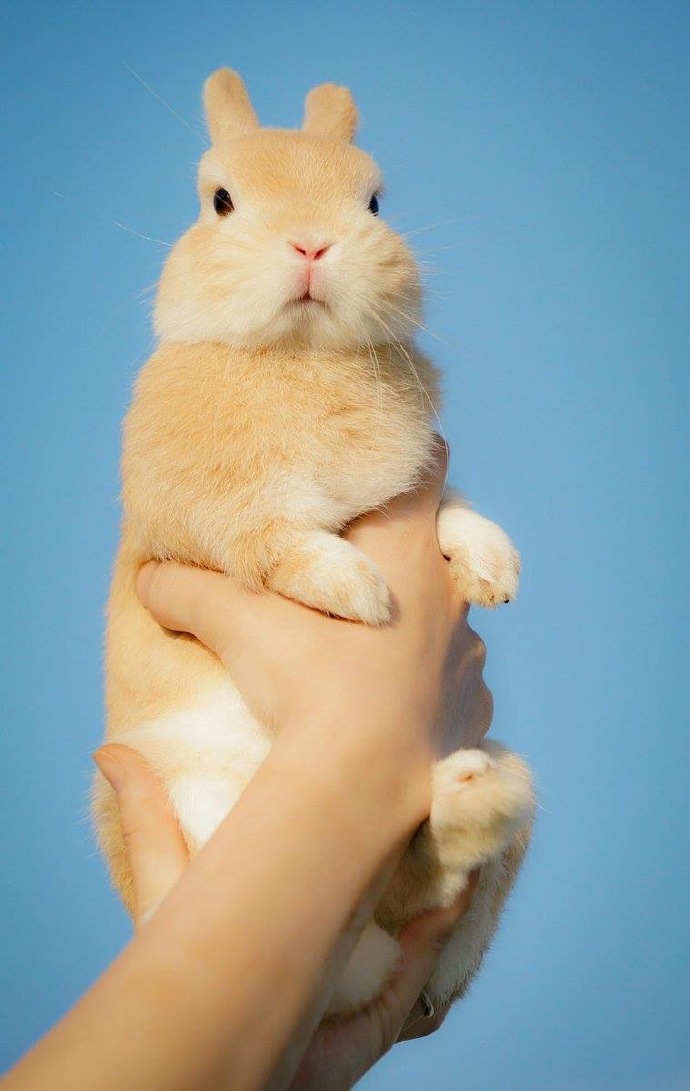 心都要融化了的超级可爱的小兔兔图片
