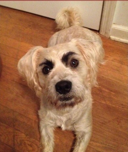 画了眉毛的搞笑狗狗图片