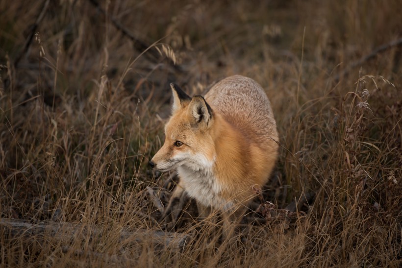 可愛的狐貍圖片