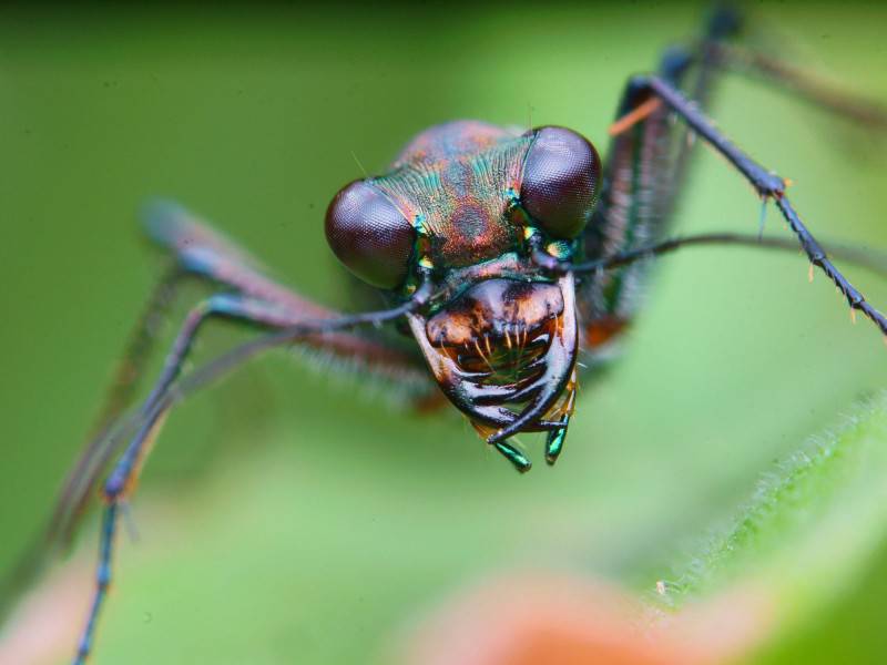 可爱的虎甲昆虫图片