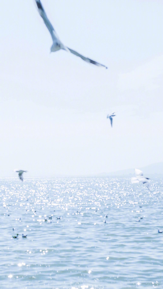 蓝色大海上自由飞翔的海鸥图片欣赏