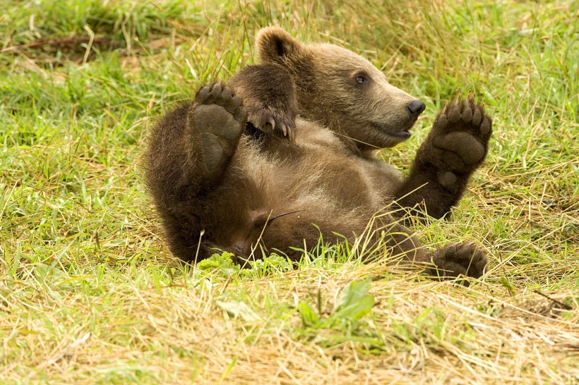 肥头大耳的棕熊图片