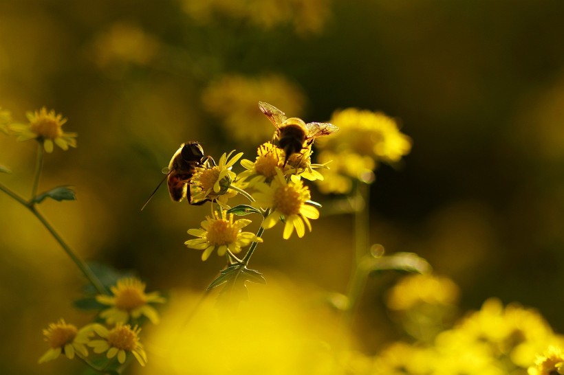 光影下忙碌采蜜的蜜蜂图片