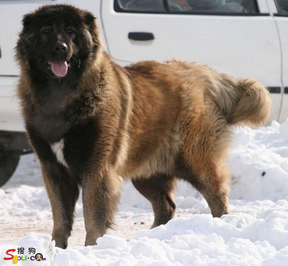 凶猛的俄罗斯大高加索犬图片