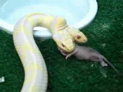 实拍罕见双头白蛇进餐全过程 生吞一只老鼠