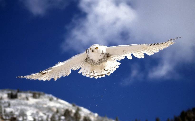 美丽的雪鸮唯美高清图片