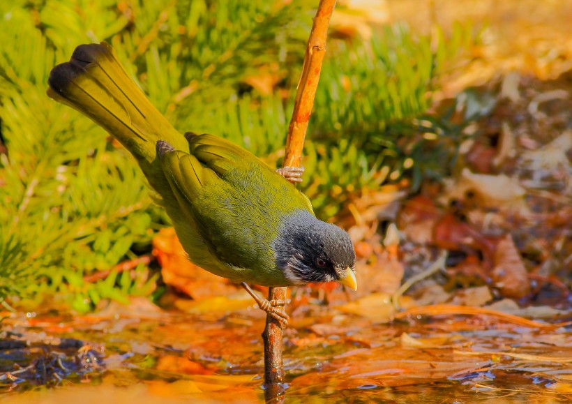 领雀嘴鹎鸟类图片