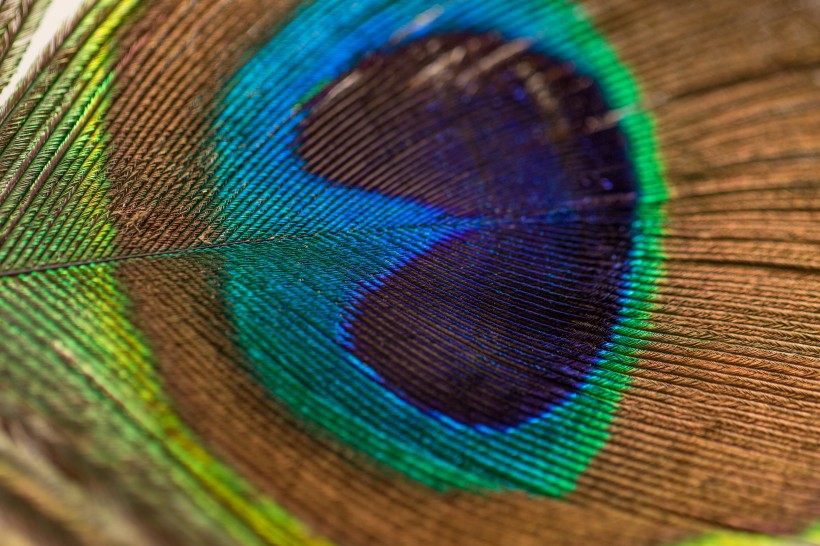 光鮮的孔雀羽毛圖片