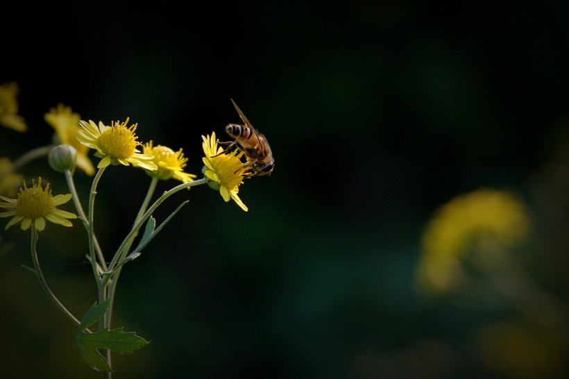 夕阳下采蜜的蜜蜂图片