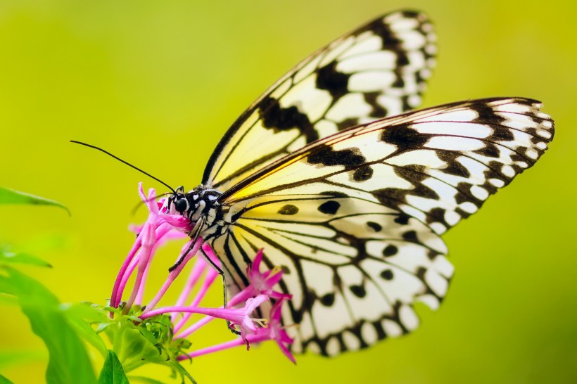 漂亮的花蝴蝶图片