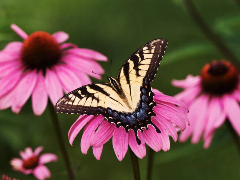 飞舞在花丛中的蝴蝶高清壁纸