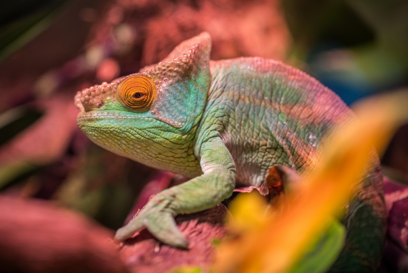 颜色鲜艳的蜥蜴图片