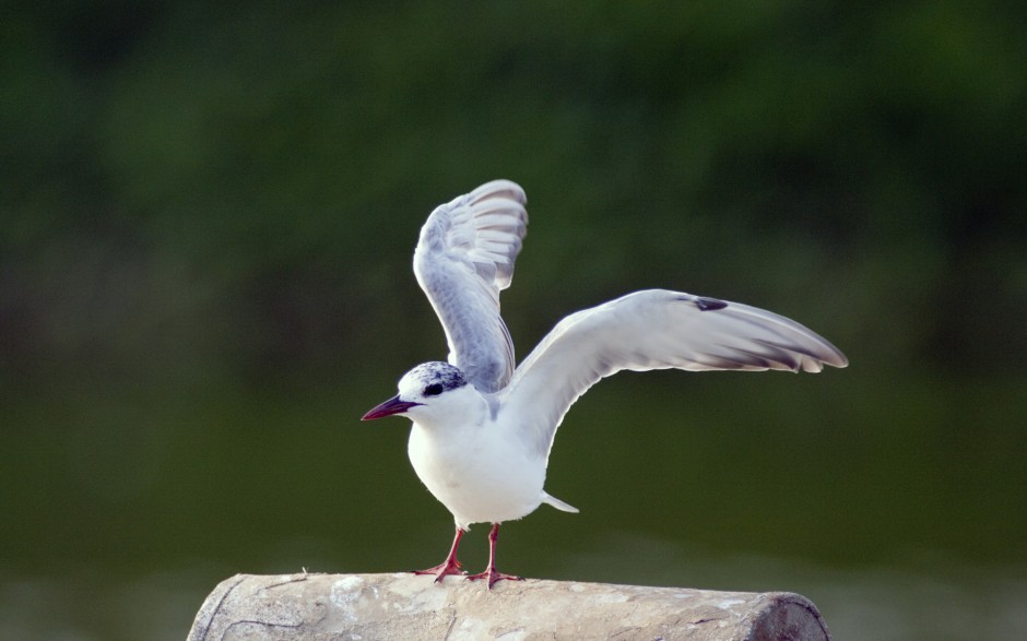 中型鸟类燕鸥图片特写