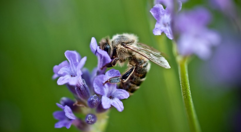 蜜蜂采蜜图片 