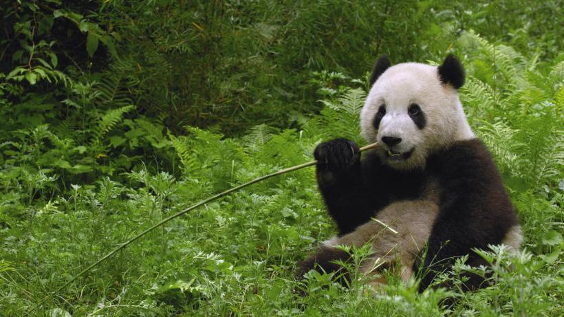 国家一级保护动物熊猫天然呆美图