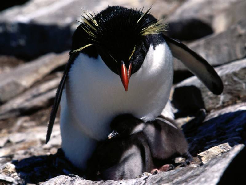 呆萌南极企鹅高清野生动物图片
