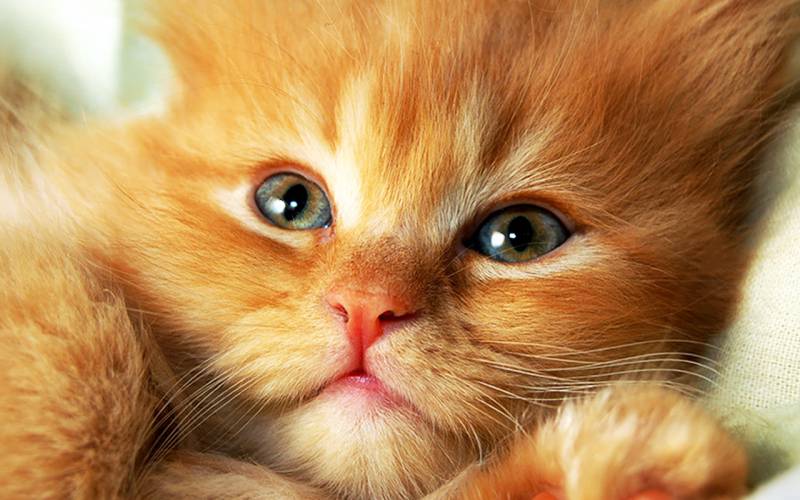 超可爱灵气的小猫咪图片
